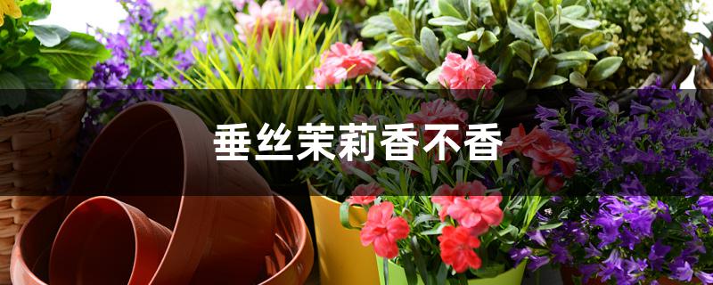 垂丝茉莉香不香