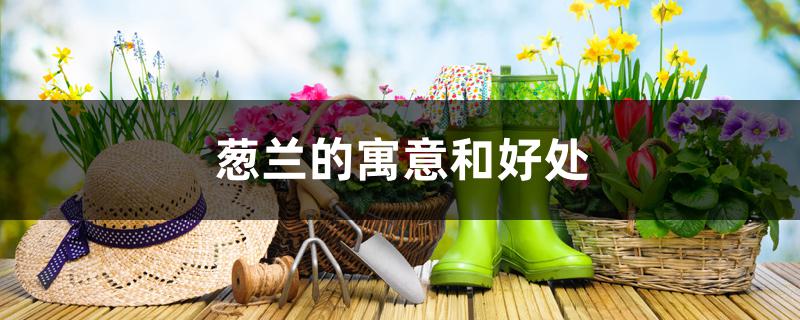 葱兰的寓意和好处