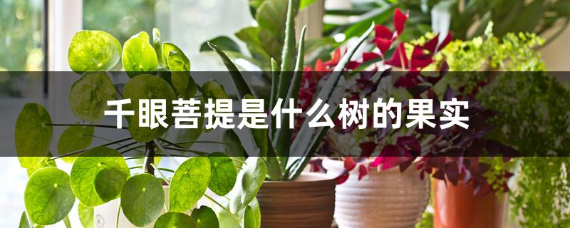 千眼菩提是什么树的果实