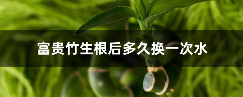 富贵竹生根后多久换一次水