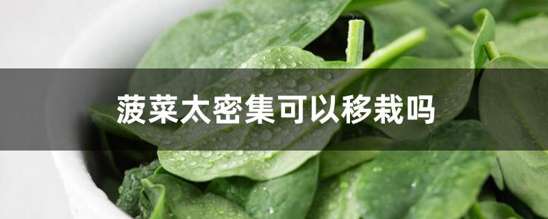 菠菜太密集可以移栽吗