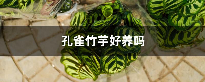 孔雀竹芋好养吗 孔雀竹芋好养吗