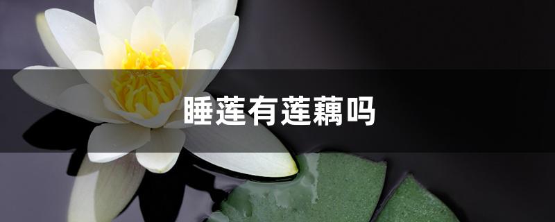 睡莲有莲藕吗 睡莲有莲藕吗