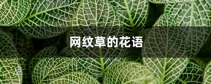 网纹草的花语 网纹草的花语