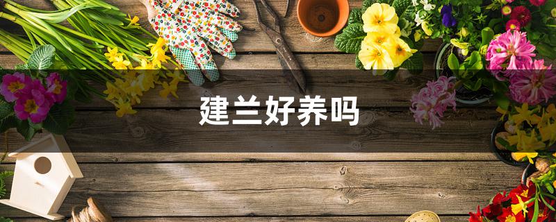 建兰好养吗 建兰好养吗