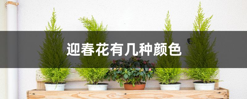 迎春花有几种颜色 迎春花有几种颜色