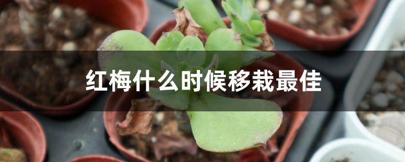 红梅什么时候移栽最佳 红梅什么时候移栽最佳