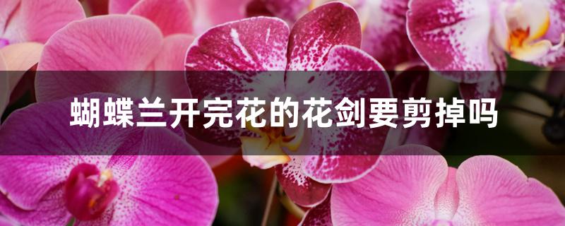 蝴蝶兰开完花的花剑要剪掉吗 蝴蝶兰开完花的花剑要剪掉吗