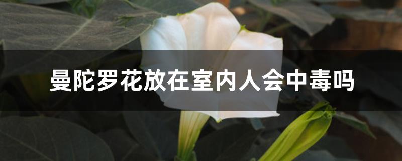 曼陀罗花放在室内人会中毒吗 曼陀罗花放在室内人会中毒吗