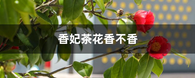 香妃茶花香不香 香妃茶花香不香