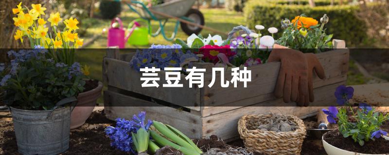 芸豆有几种 芸豆有几种
