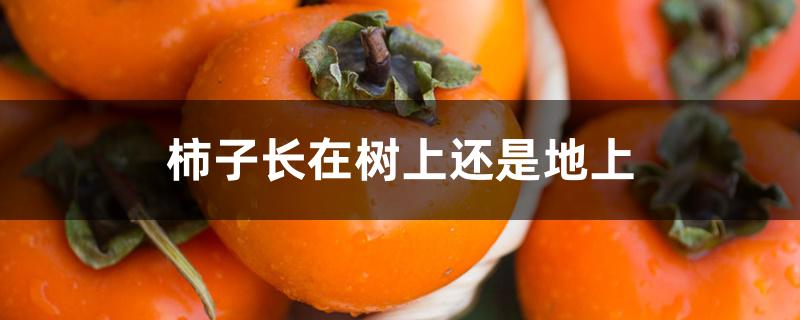 柿子长在树上还是地上 柿子长在树上还是地上