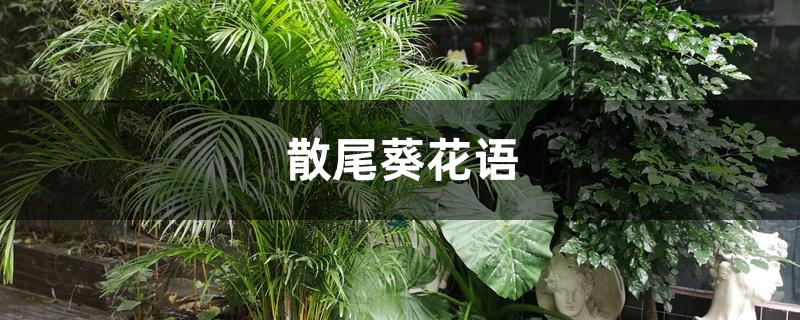 散尾葵花语