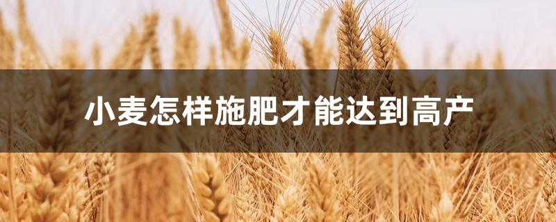 小麦怎样施肥才能达到高产