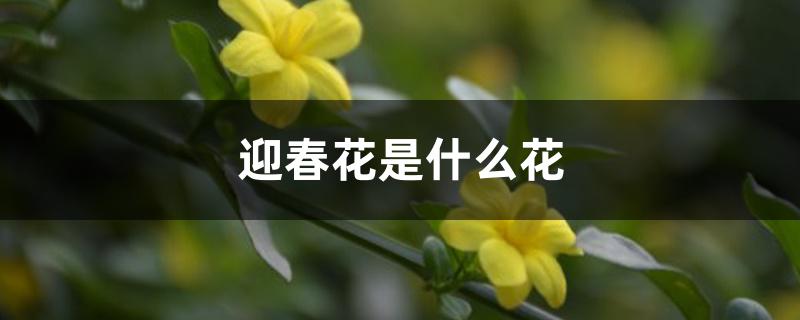 迎春花是什么花