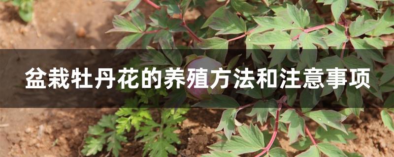 盆栽牡丹花的养殖方法和注意事项