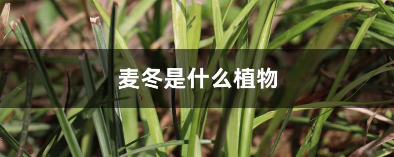 麦冬是什么植物