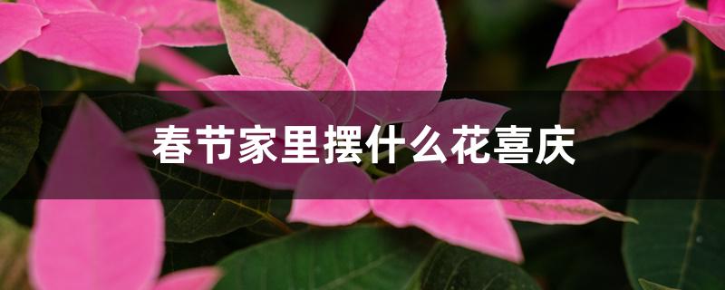 春节家里摆什么花喜庆