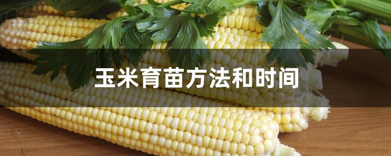 玉米育苗方法和时间