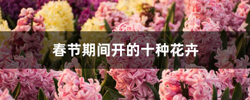 春节期间开的十种花卉
