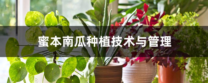 蜜本南瓜种植技术与管理