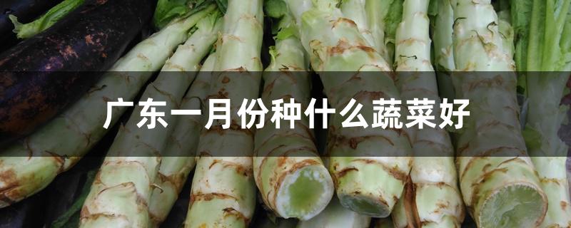广东一月份种什么蔬菜好
