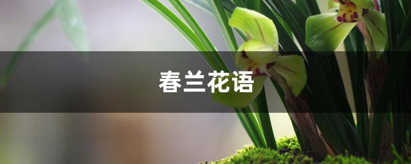 春兰花语