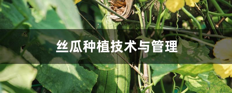 丝瓜种植技术与管理