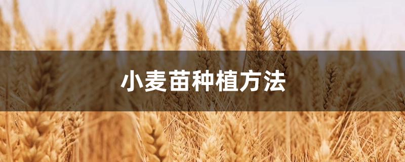 小麦苗种植方法