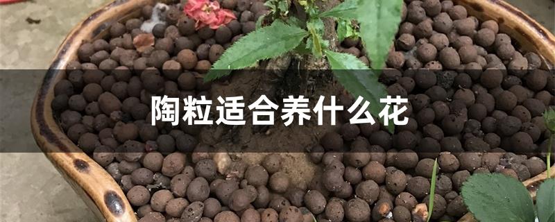 陶粒适合养什么花