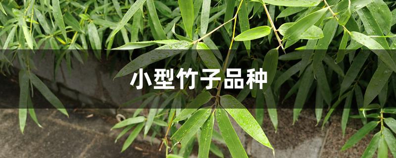 小型竹子品种