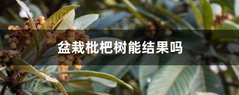 盆栽枇杷树能结果吗