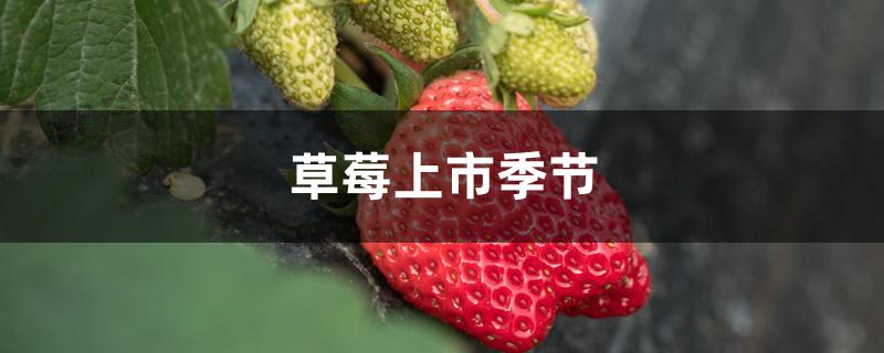 草莓上市季节
