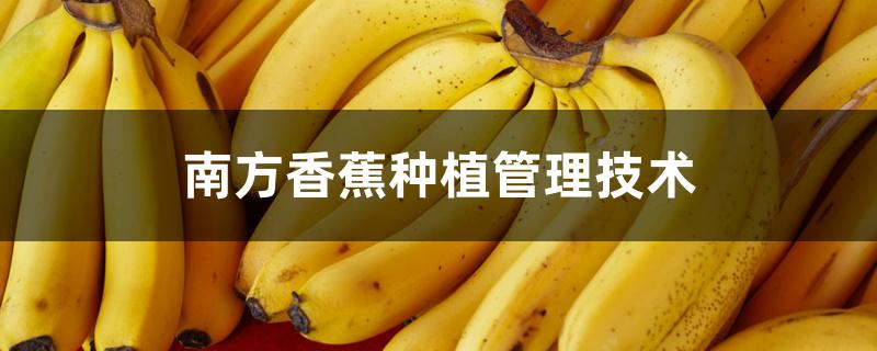 南方香蕉种植管理技术