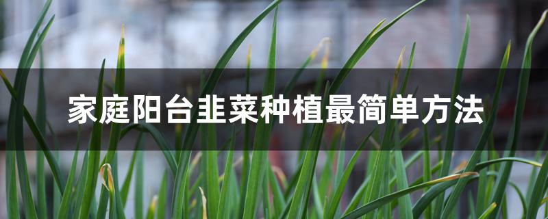 家庭阳台韭菜种植最简单方法
