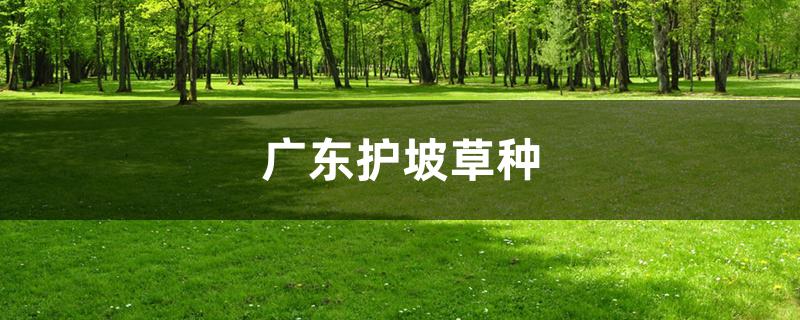 广东护坡草种