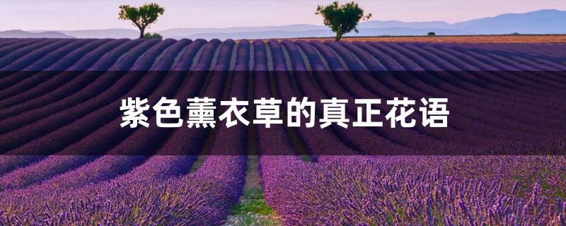 紫色薰衣草的真正花语