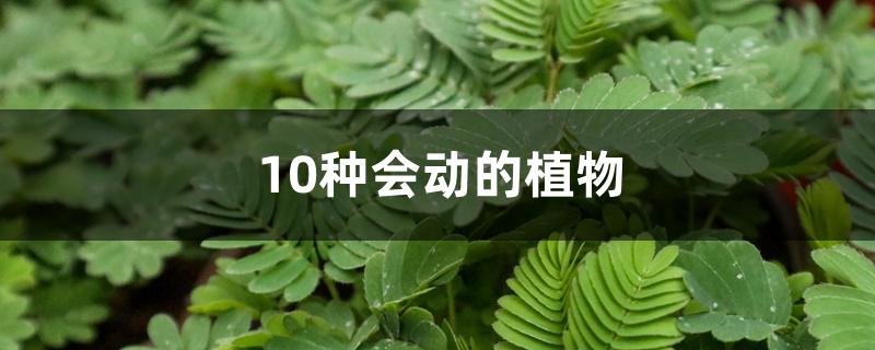 10种会动的植物