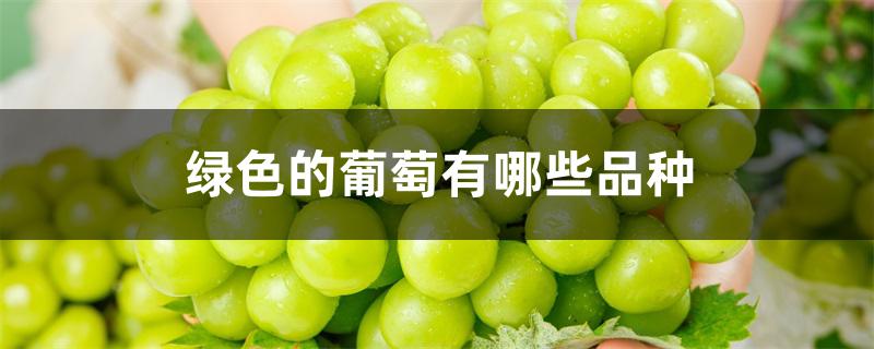 绿色的葡萄有哪些品种