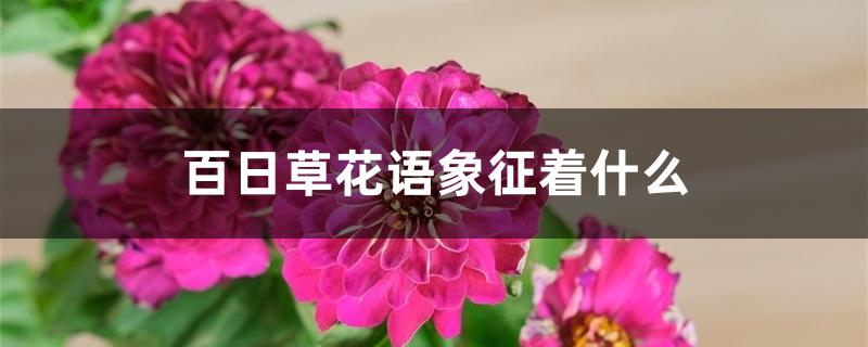 百日草花语象征着什么