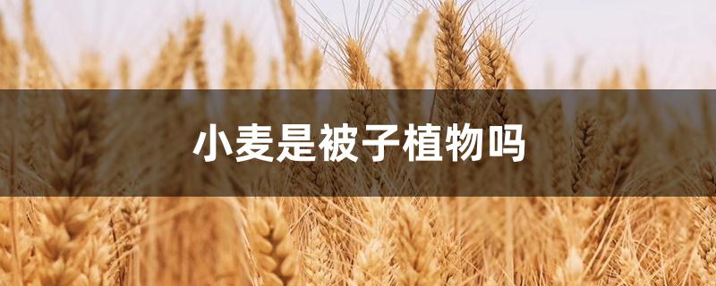 小麦是被子植物吗