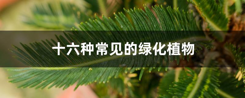 十六种常见的绿化植物