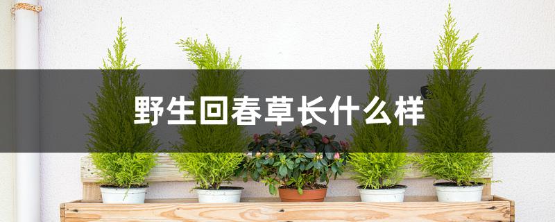 野生回春草长什么样