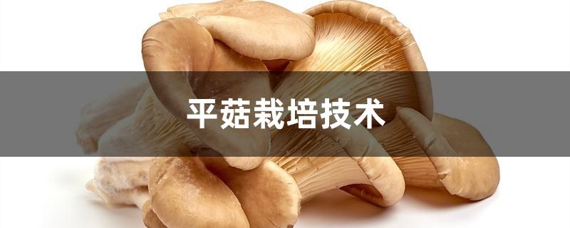 平菇栽培技术