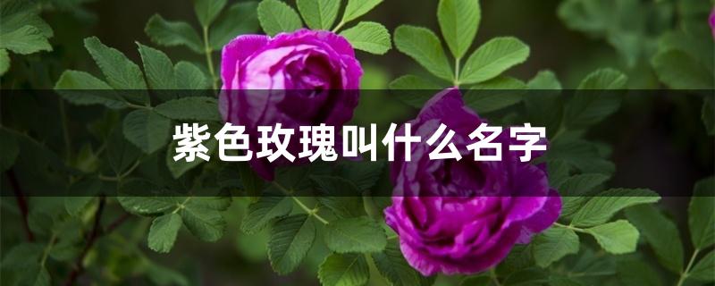 紫色玫瑰叫什么名字
