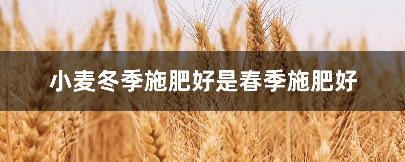 小麦冬季施肥好是春季施肥好
