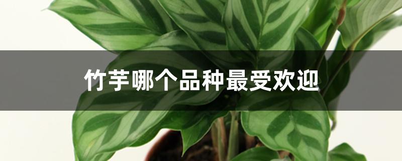竹芋哪个品种最受欢迎