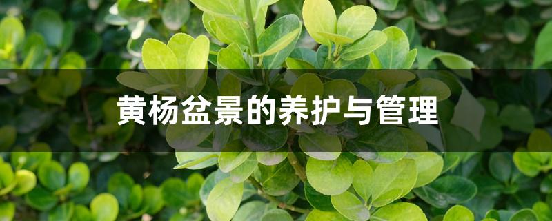 黄杨盆景的养护与管理