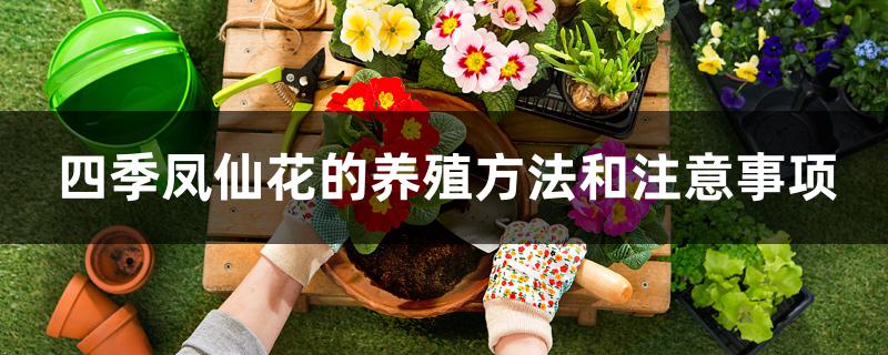 四季凤仙花的养殖方法和注意事项