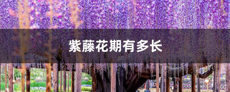 紫藤花期有多长